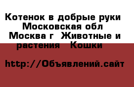 Котенок в добрые руки - Московская обл., Москва г. Животные и растения » Кошки   